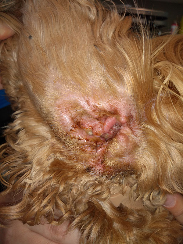 Dog inner ear outlet infection treatment